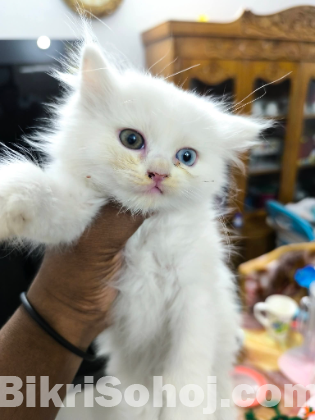 Traditional Persian cat rare odd eyes white kitten